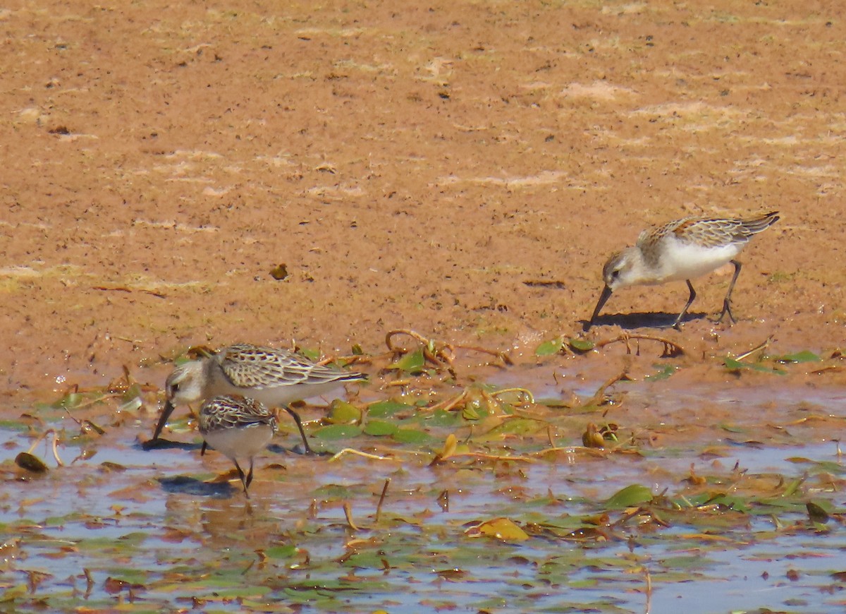 Western Sandpiper - ML623087873