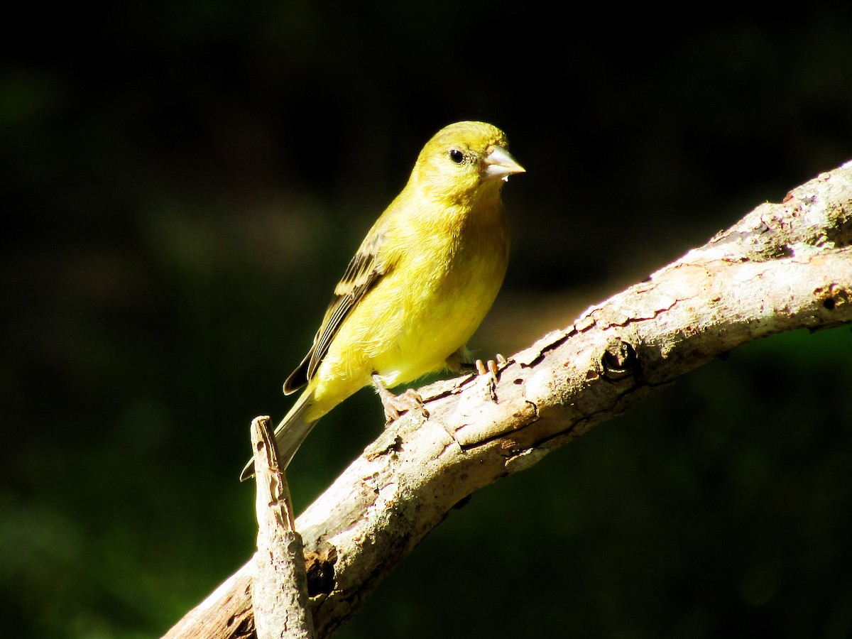 Lesser Goldfinch - ML623087885