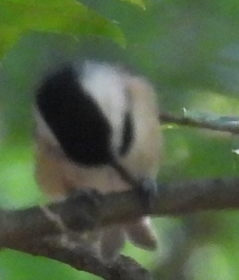 Carolina/Black-capped Chickadee - ML623087891