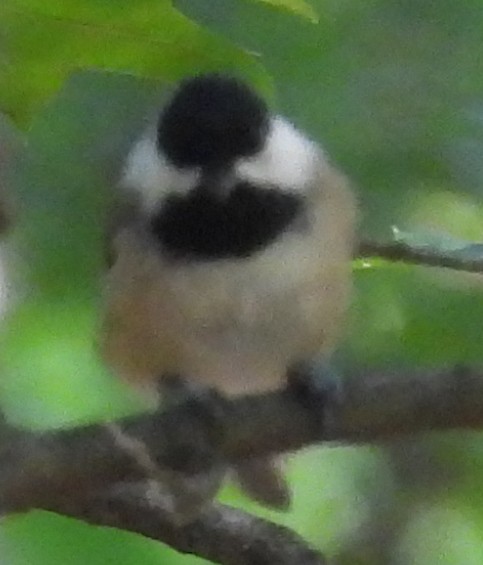 Carolina/Black-capped Chickadee - ML623087892