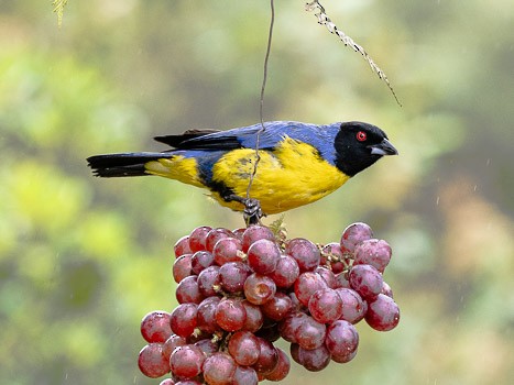 Hooded Mountain Tanager - ML623087896