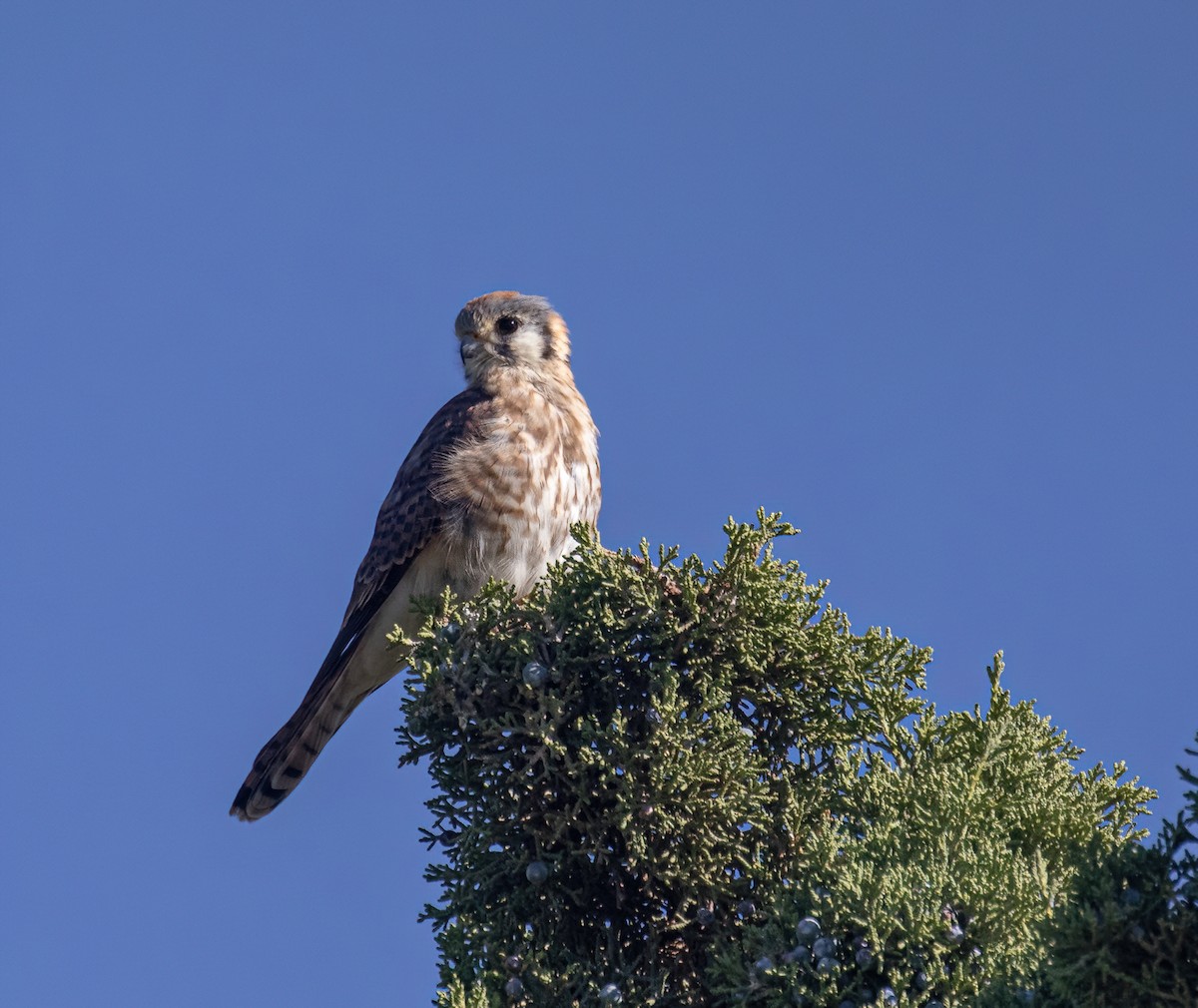 American Kestrel - ML623087897