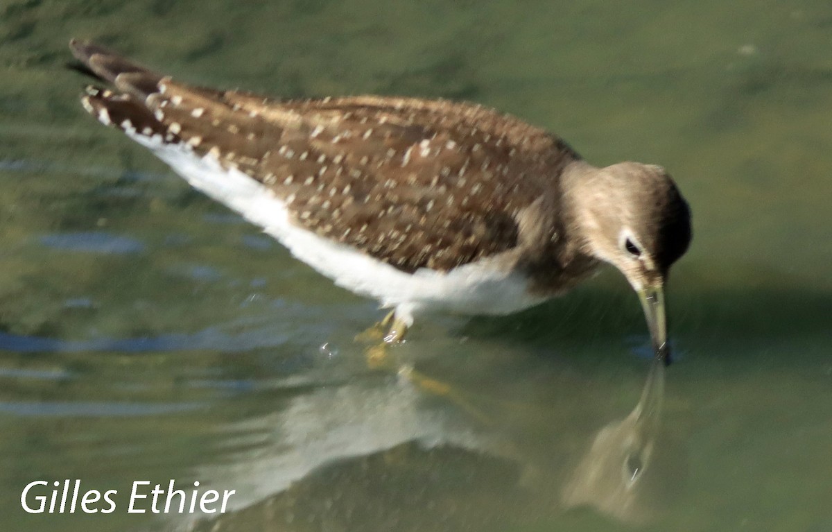 Solitary Sandpiper - ML623087899