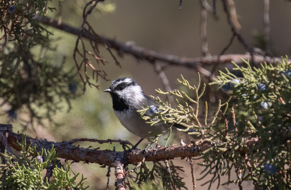 Mountain Chickadee - ML623087919