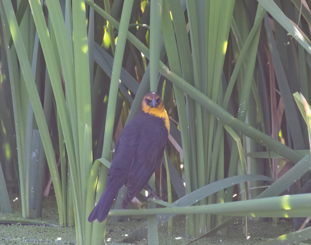 Yellow-headed Blackbird - ML623087934