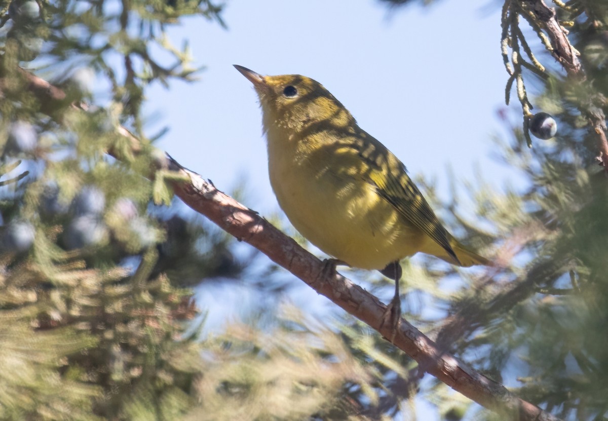 Yellow Warbler - ML623087940