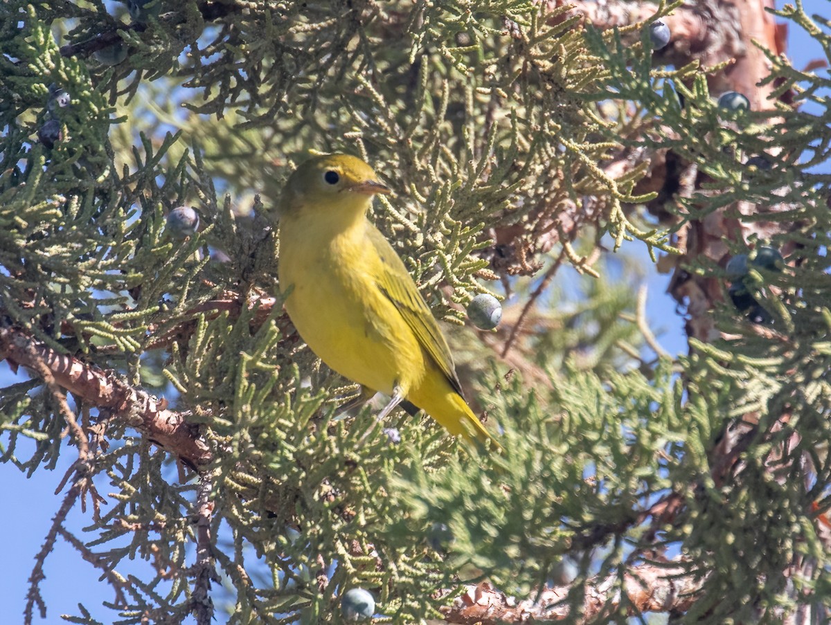 Yellow Warbler - ML623087941