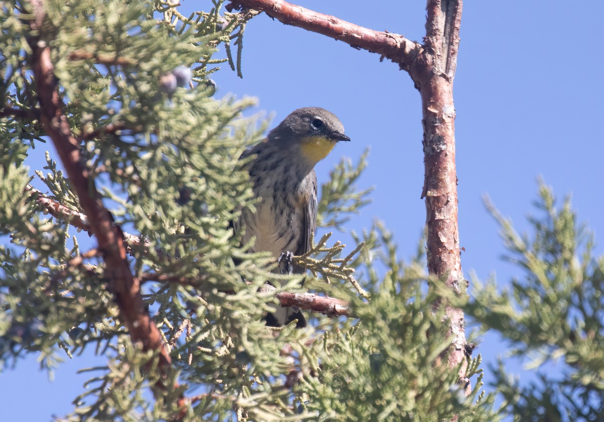 Yellow-rumped Warbler - ML623087951