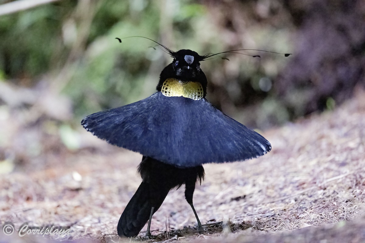 Western Parotia - ML623087995