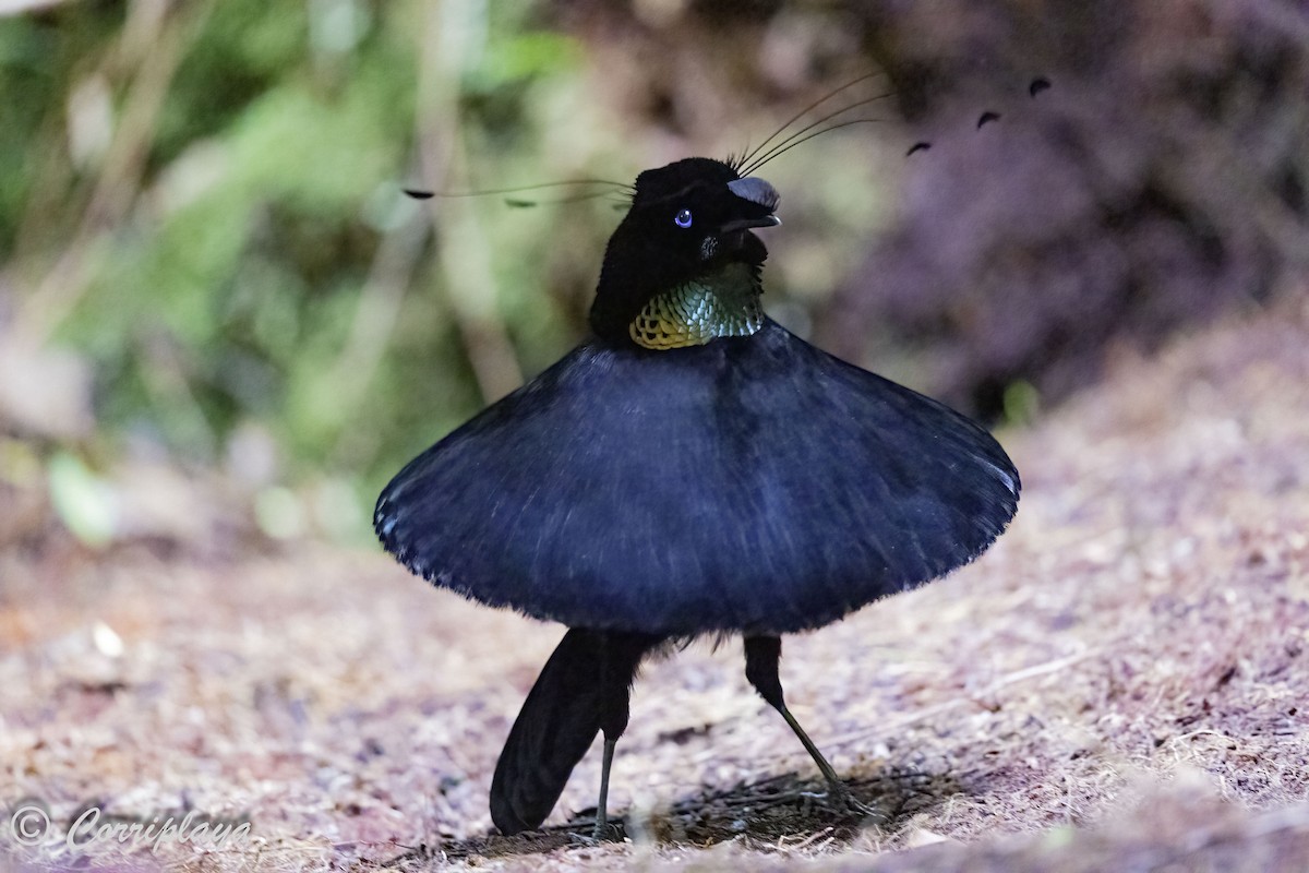 Western Parotia - ML623087996