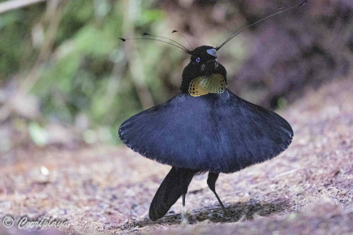 Western Parotia - ML623087997