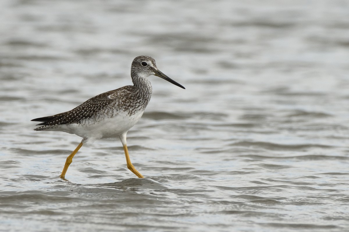 Greater Yellowlegs - ML623088073