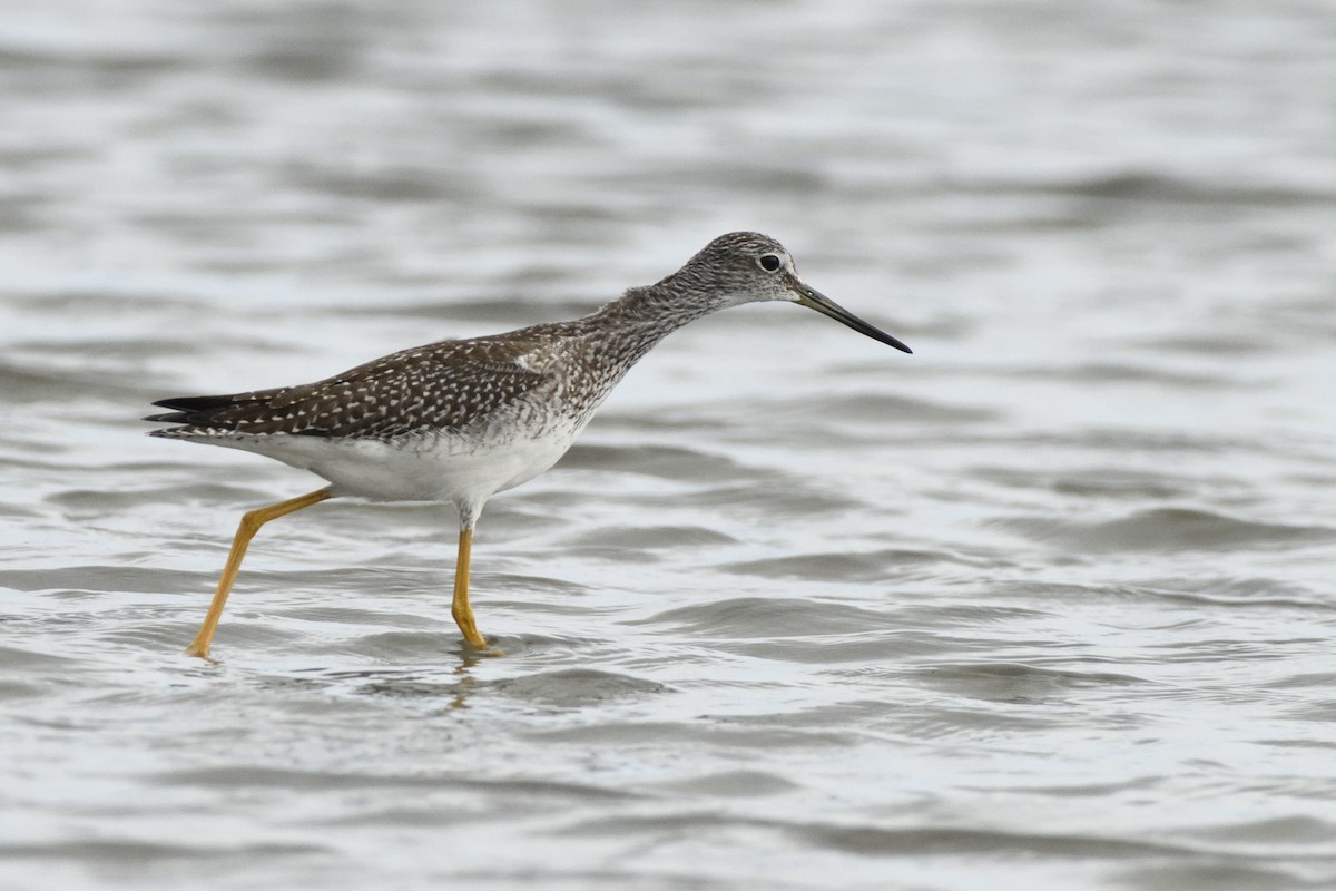 Greater Yellowlegs - ML623088074