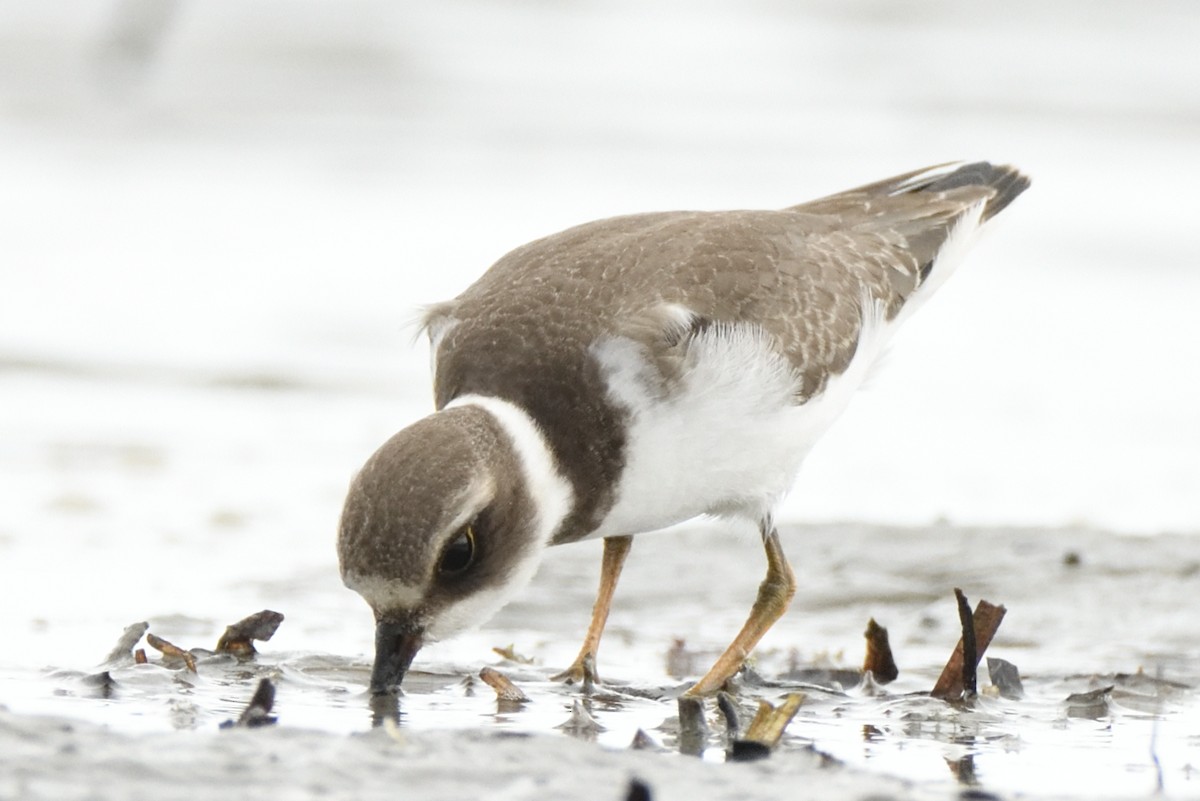 Semipalmated Plover - ML623088095