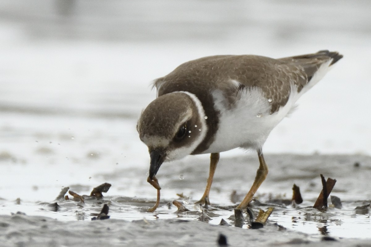 Semipalmated Plover - ML623088096