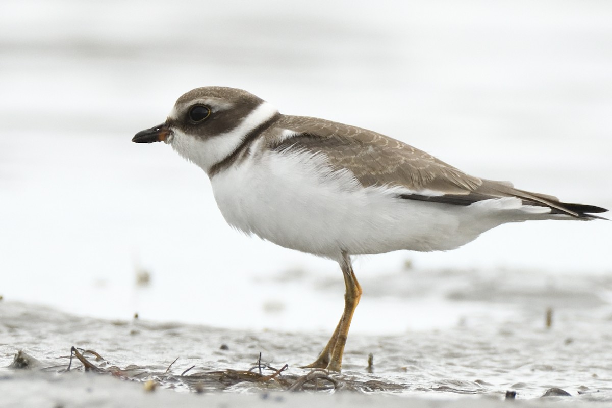 Semipalmated Plover - ML623088101