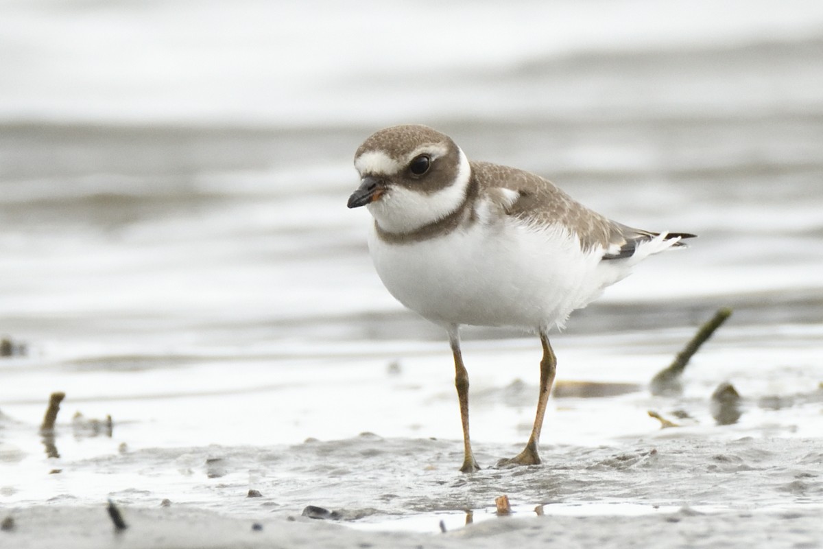 Semipalmated Plover - ML623088103