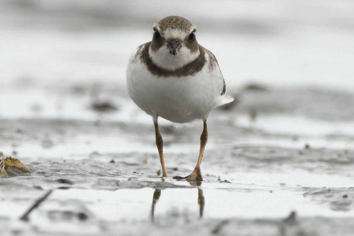 Semipalmated Plover - ML623088106