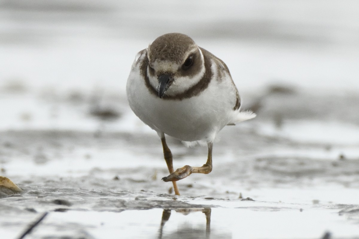 Semipalmated Plover - Megan Gray