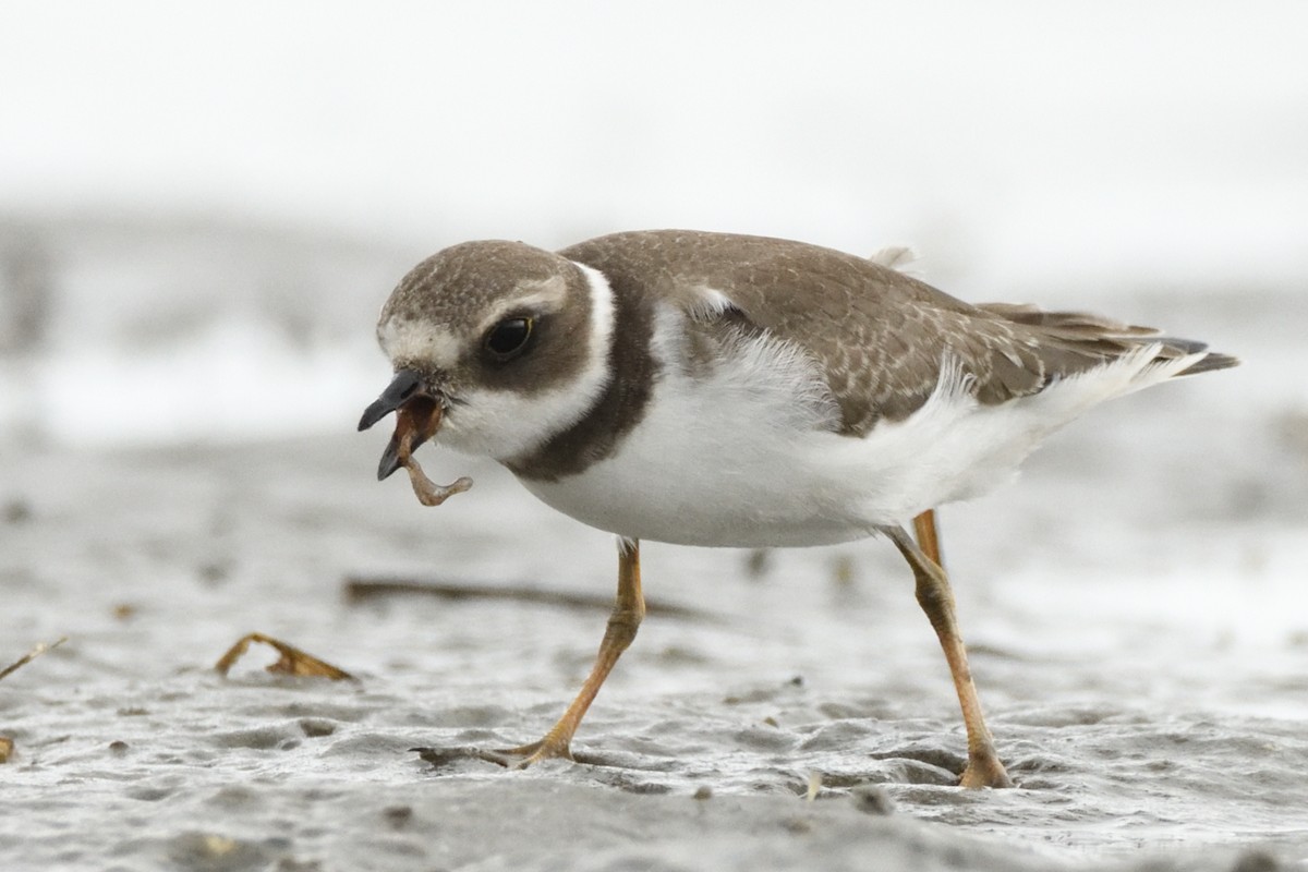 Semipalmated Plover - ML623088109