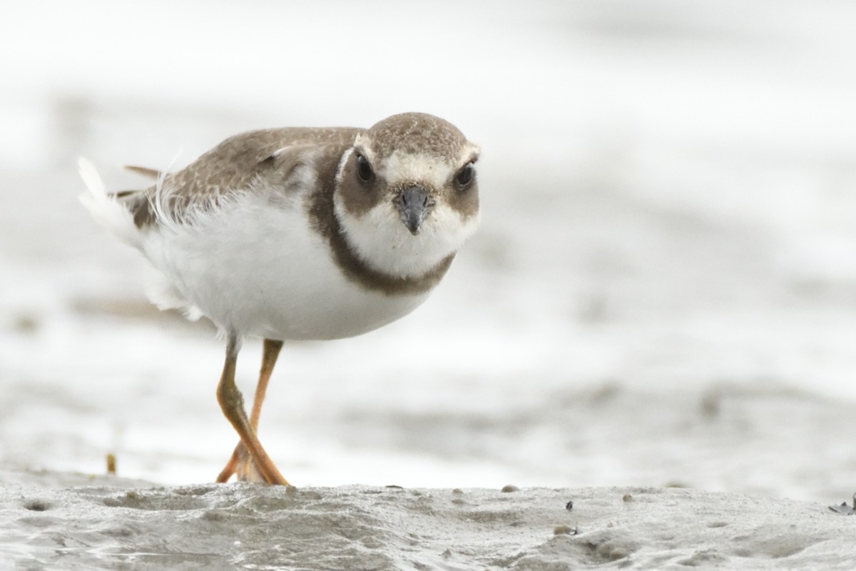 Semipalmated Plover - ML623088110