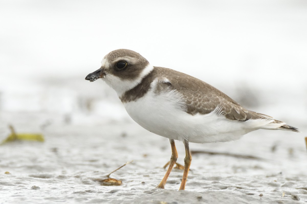 Semipalmated Plover - ML623088111