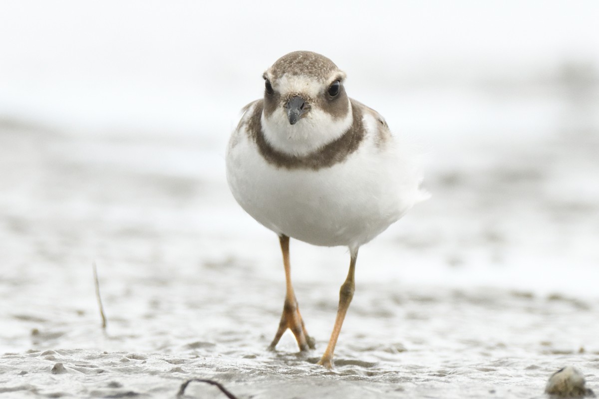 Semipalmated Plover - ML623088113