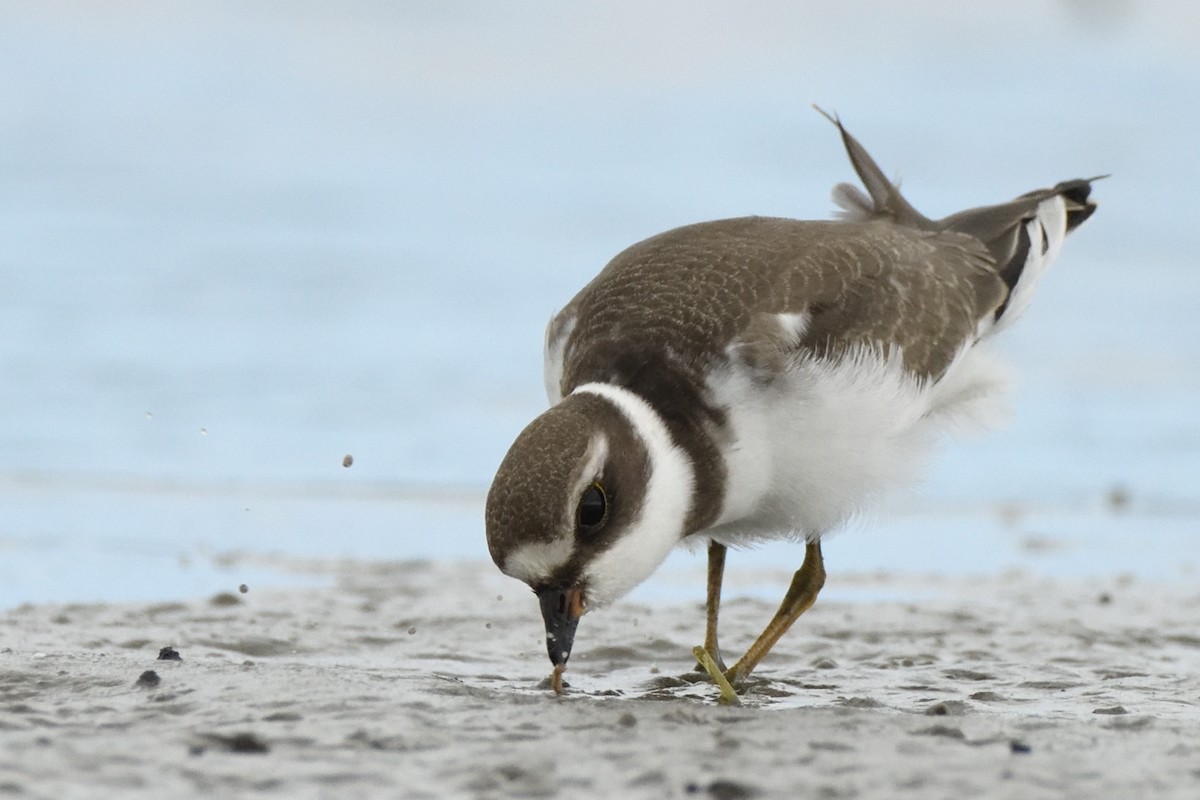 Semipalmated Plover - Megan Gray