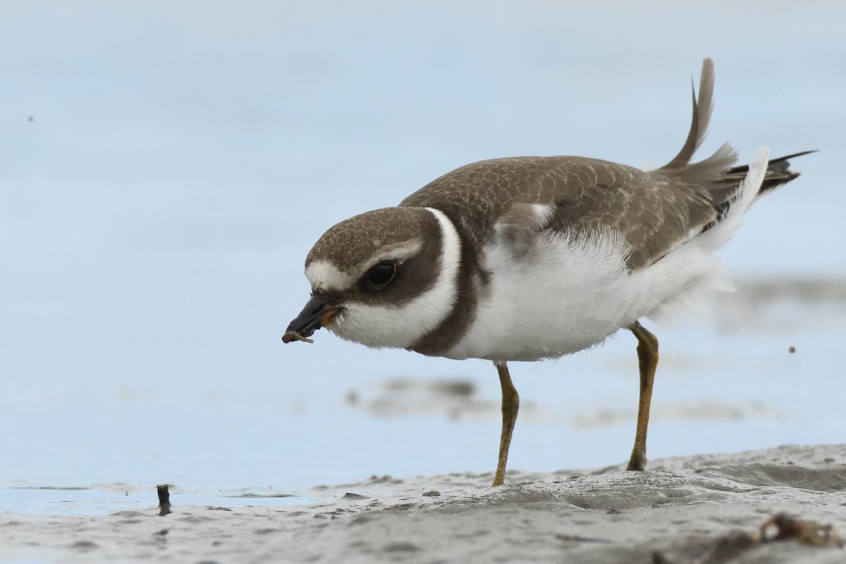 Semipalmated Plover - ML623088115