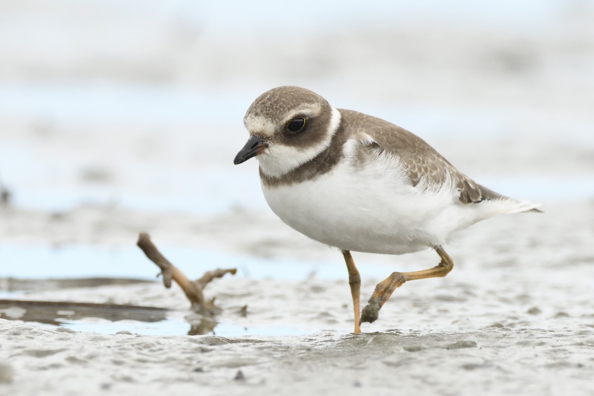 Semipalmated Plover - ML623088116