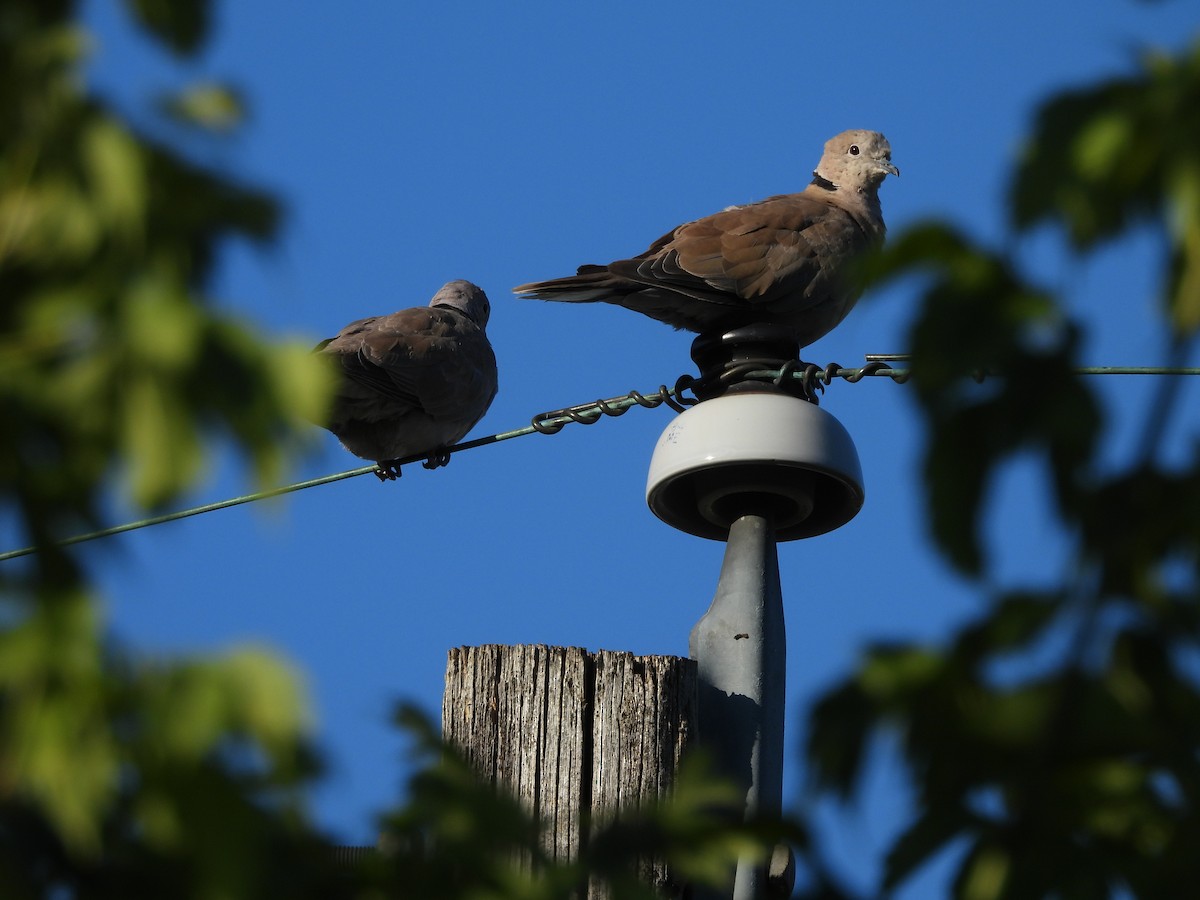 Eurasian Collared-Dove - ML623088141