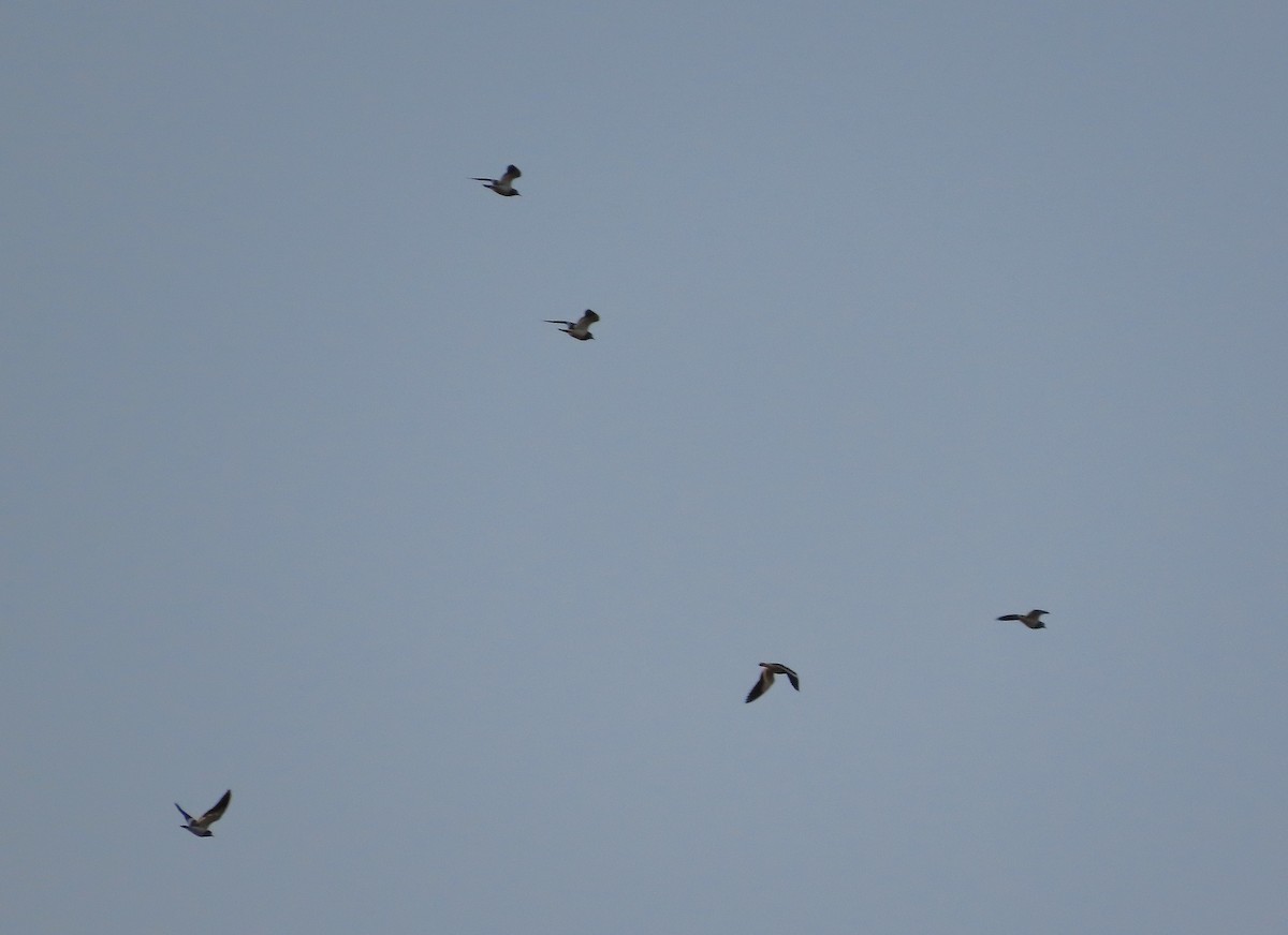 Black-winged Lapwing - ML623088206