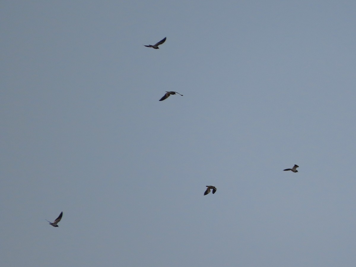 Black-winged Lapwing - ML623088207