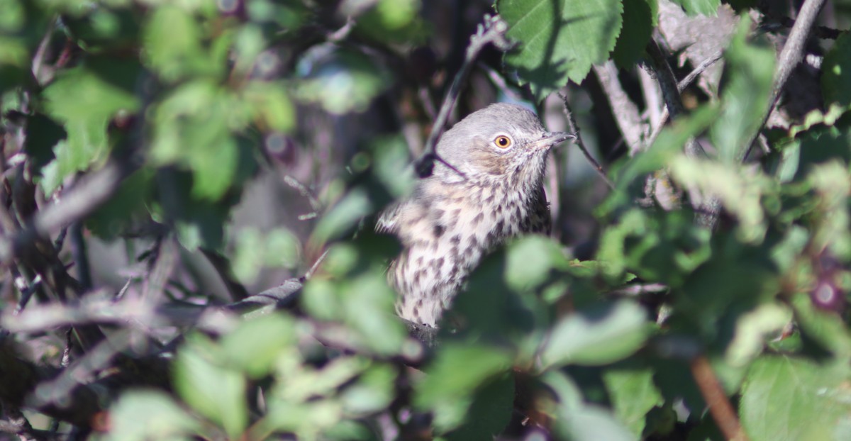 Sage Thrasher - ML623088268