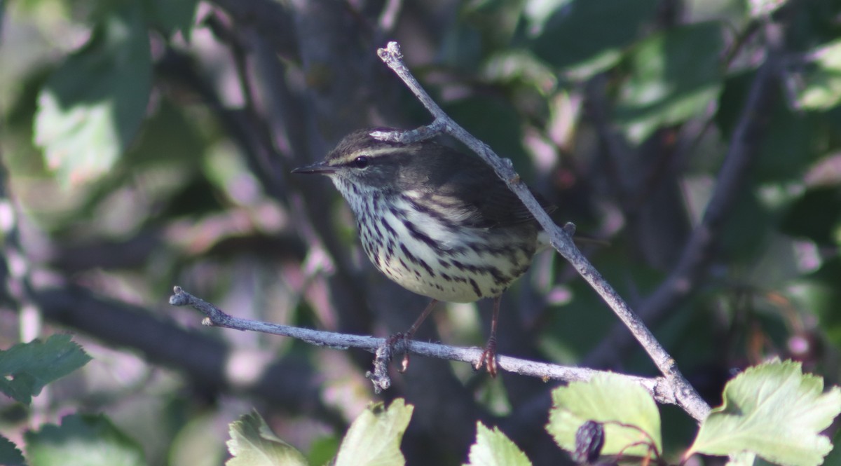 Northern Waterthrush - ML623088309