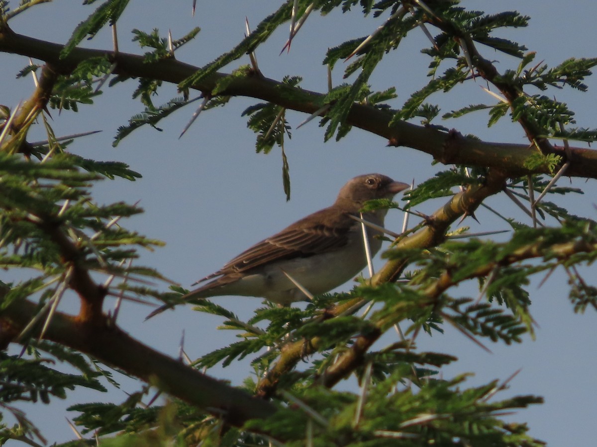 Yellow-spotted Bush Sparrow - ML623088331