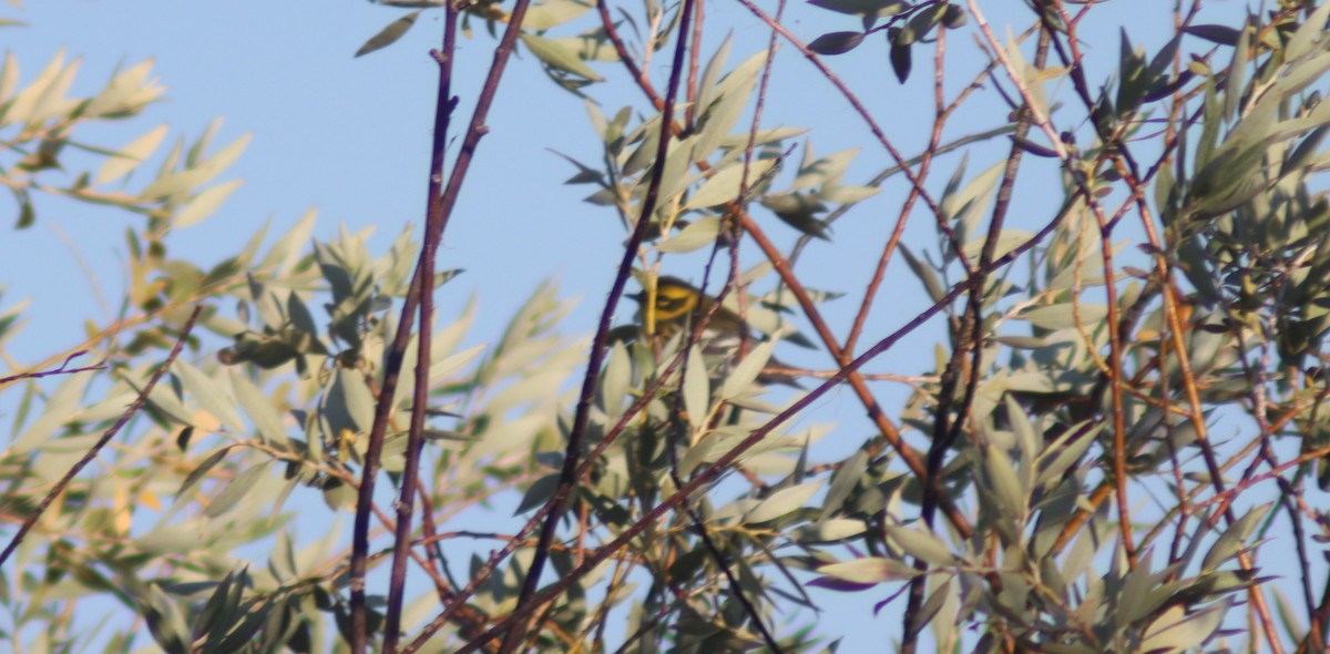 Townsend's Warbler - ML623088349