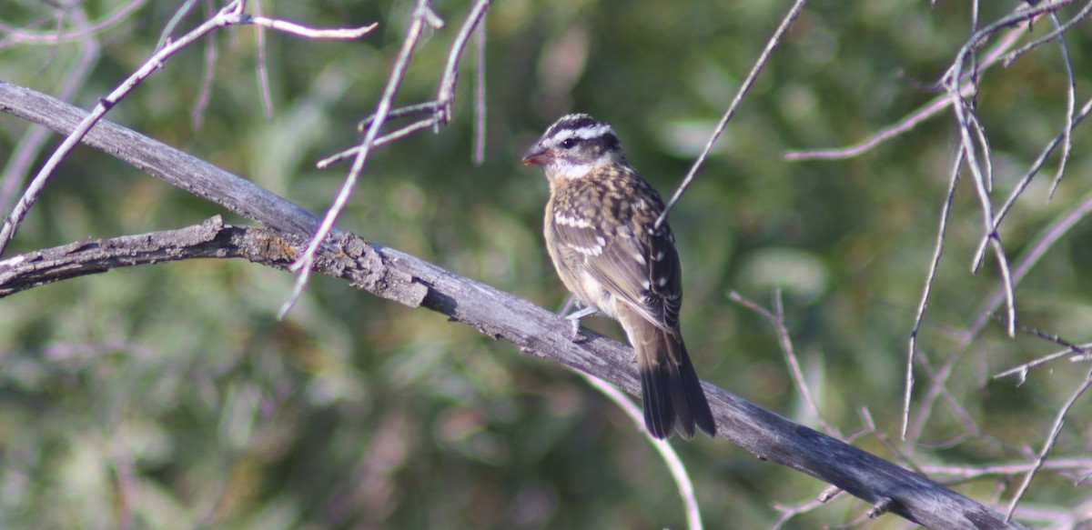 Black-headed Grosbeak - ML623088352