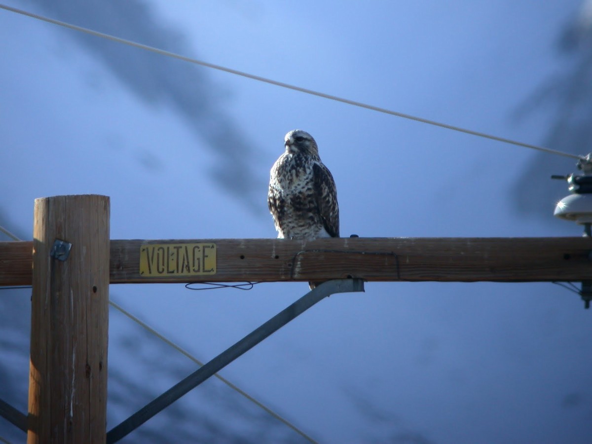 Rough-legged Hawk - ML623088431