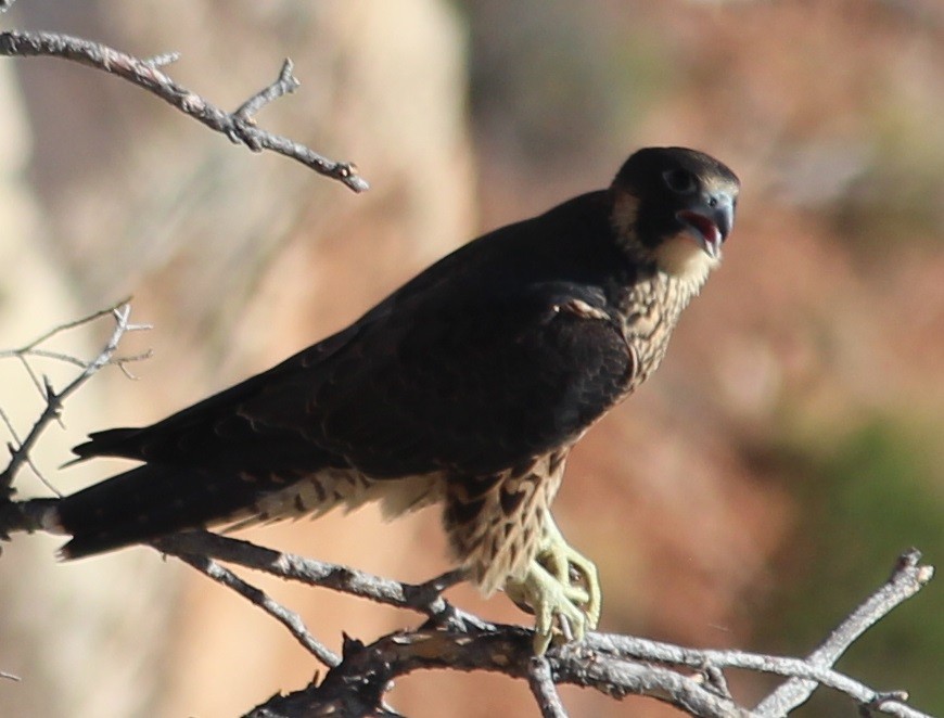 Peregrine Falcon - ML623088573