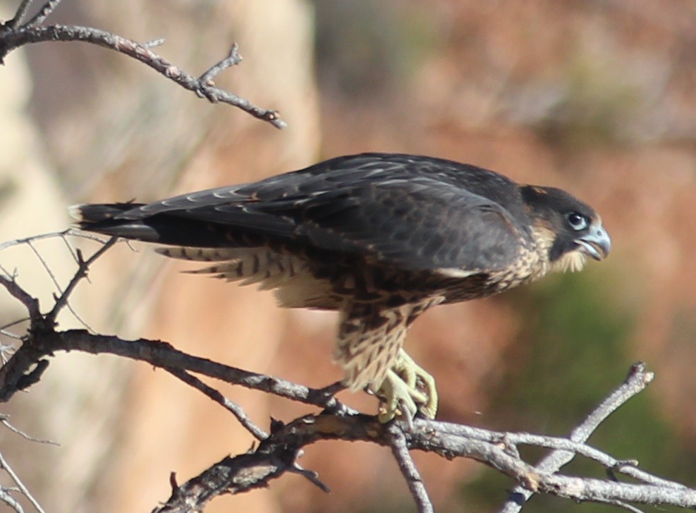 Peregrine Falcon - ML623088575