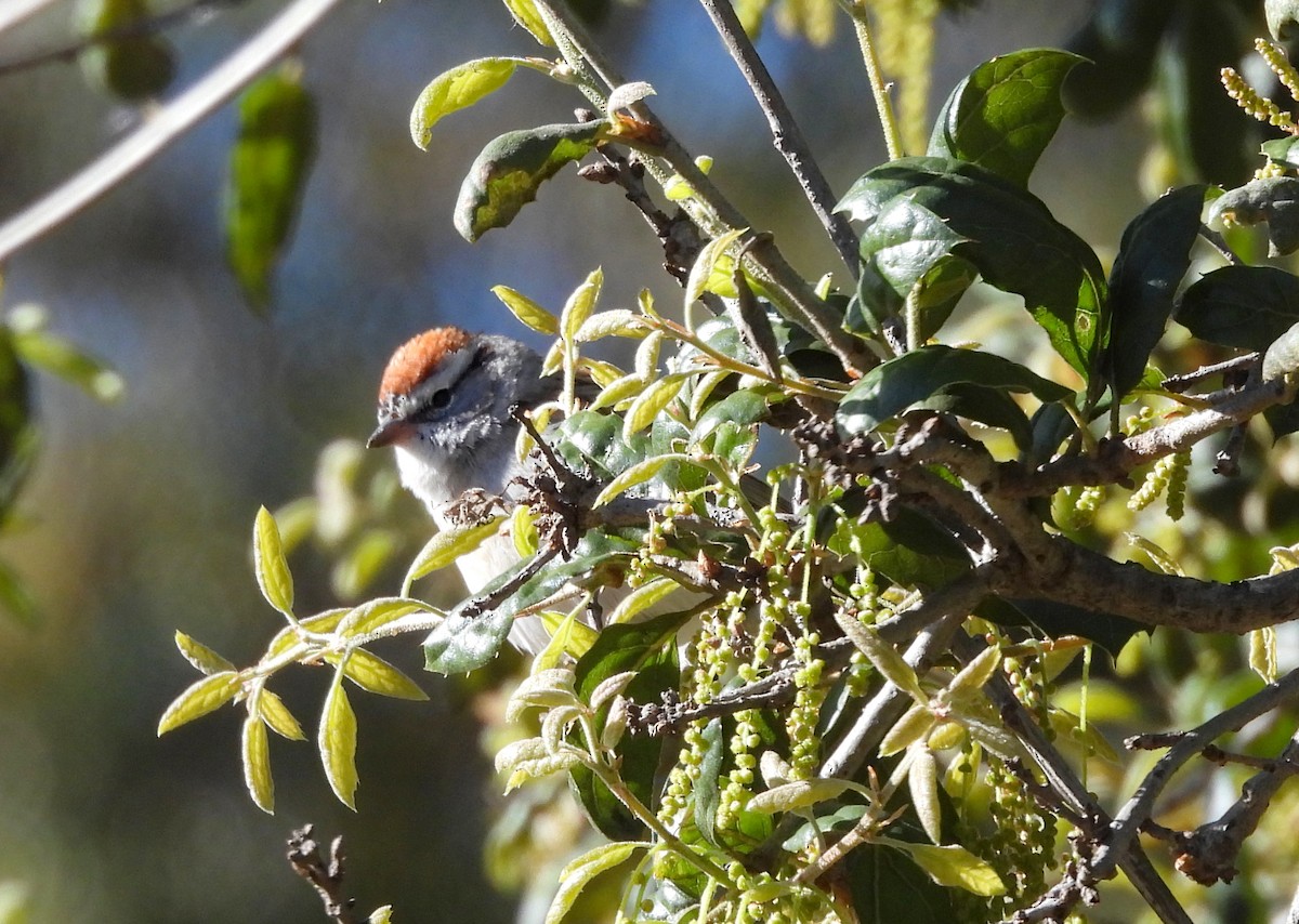 Chipping Sparrow - ML623088583