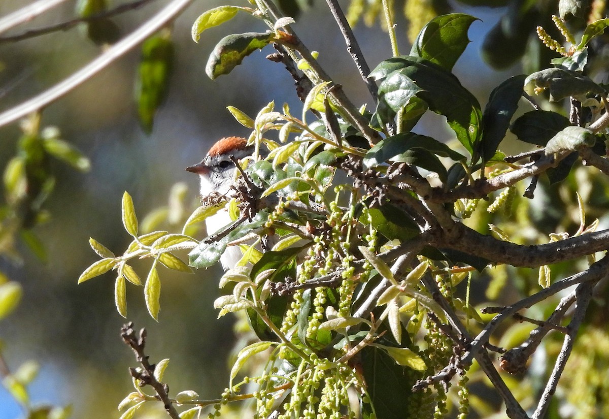 Chipping Sparrow - ML623088584