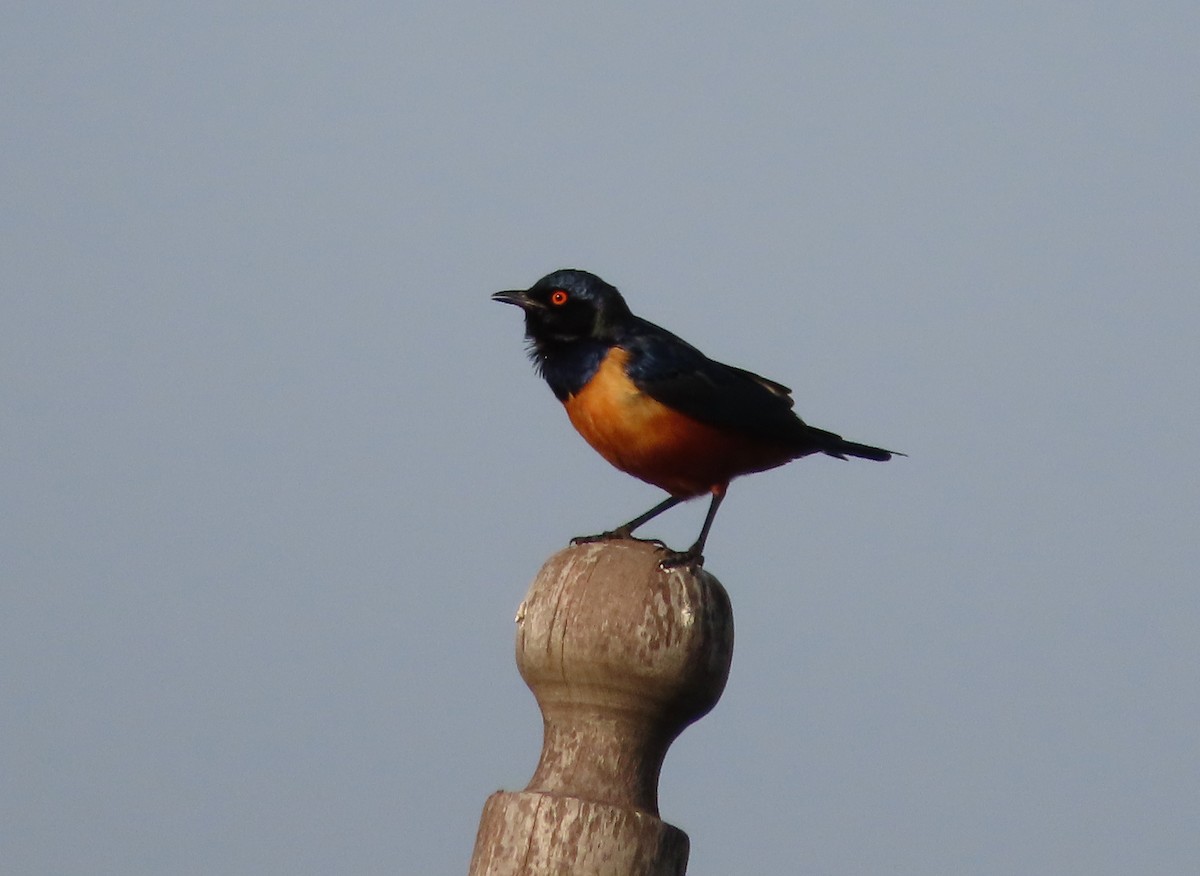 Hildebrandt's Starling - ML623088612