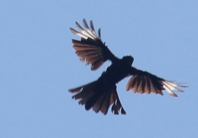 Phainopepla - David Carlson