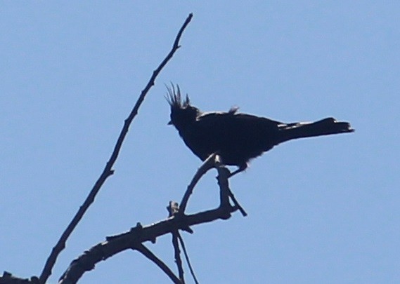 Phainopepla - David Carlson