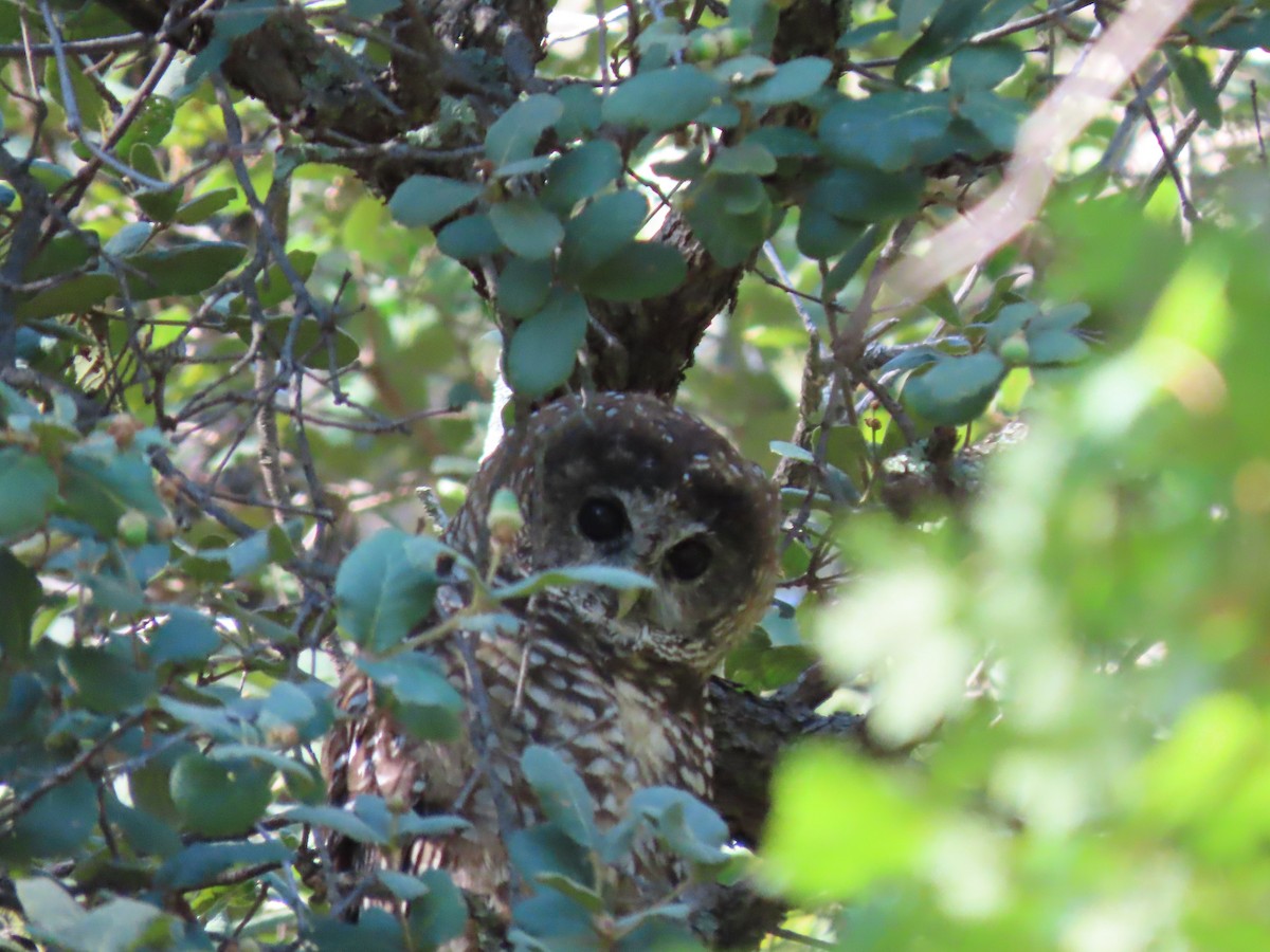 Spotted Owl (Mexican) - ML623088647