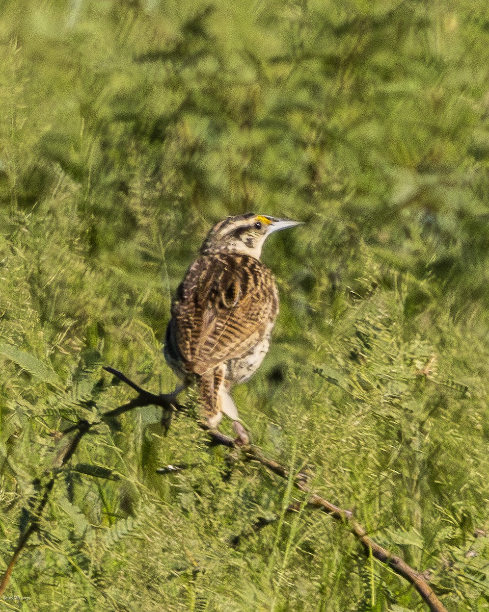 Chihuahuan Meadowlark - Janis McLaren