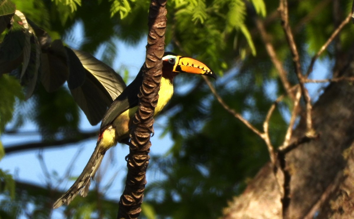 Chestnut-eared Aracari - ML623088722