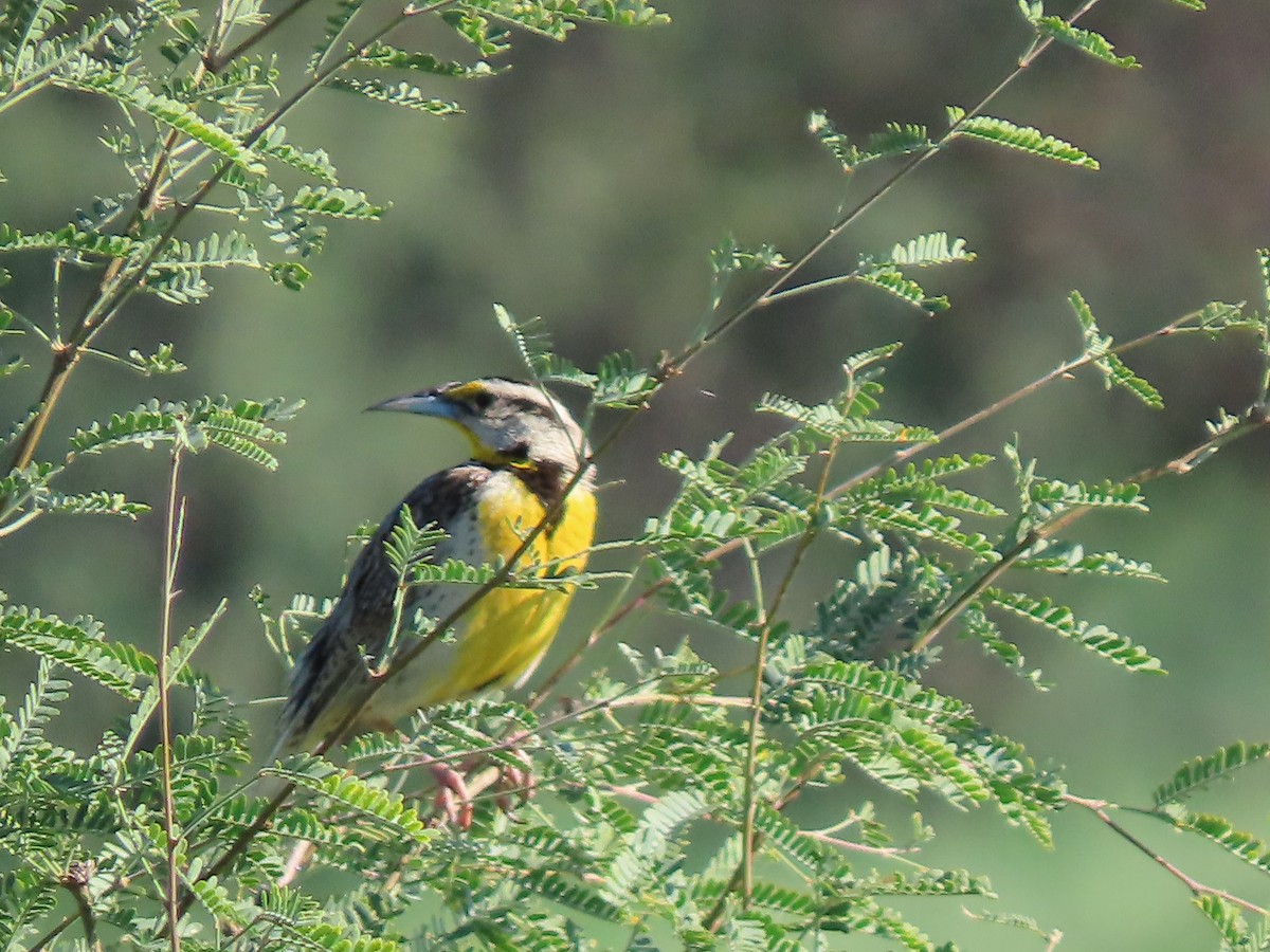 Chihuahuan Meadowlark - ML623088743